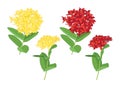 needle flower yellow and red on white background illustration vector