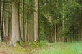 Straight stems in a German forest Royalty Free Stock Photo