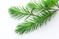 needle-free pine branches on a light surface Royalty Free Stock Photo