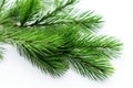 needle-free pine branches on a light surface Royalty Free Stock Photo
