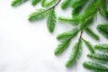 needle-free pine branches on a light surface Royalty Free Stock Photo
