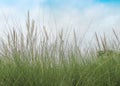 Needle grass flowers  blooming in green grass field and light wind on blue sky with soft white clouds background Royalty Free Stock Photo