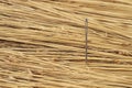 Needle in a hay stack,concept.  Sorghum bicolor straws with a sewing silver needle Royalty Free Stock Photo