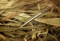 Needle in a haystack. Royalty Free Stock Photo