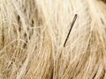 Needle in a haystack Royalty Free Stock Photo