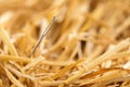 Needle in a haystack Royalty Free Stock Photo
