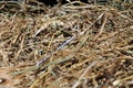 Needle in a Haystack Royalty Free Stock Photo