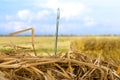 Needle in a Haystack Royalty Free Stock Photo
