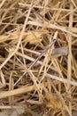 Needle in a haystack Royalty Free Stock Photo