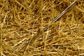 Needle in the haystack Royalty Free Stock Photo