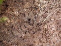 Topview of wood ants on coniferous forest floor close-up