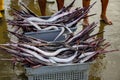Needle nose garfish freshly caught Royalty Free Stock Photo