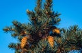 Needle pine close-up winter Royalty Free Stock Photo