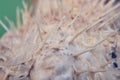 Needle sea fish ball - blowfish. Fish-hedgehog close-up