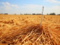 Needle standing erect over a haystack in a field