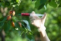 Needle and syringe injecting representing genetically modified f