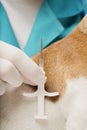 Needle syringe for microchipping pets Royalty Free Stock Photo