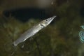 Needlefish with Long, Sharp Beak Royalty Free Stock Photo