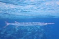 needlefish in the red sea Egypt Royalty Free Stock Photo
