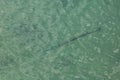 Needlefish under the sea surface movements Royalty Free Stock Photo