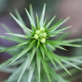 Needlelike leaves of pine