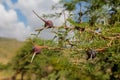 Needles of african umbrella thorn acacia Acacia tortilis