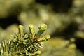 Needles of a balsam fir, Abies balsamea