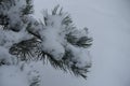 Needles of pine covered with snow in January Royalty Free Stock Photo