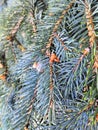 Needles on blue spruce branches Christmas background Royalty Free Stock Photo