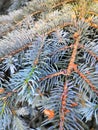 Needles on blue spruce branches Christmas background Royalty Free Stock Photo