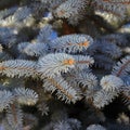 The needles on the branches of blue spruce in the garden Royalty Free Stock Photo