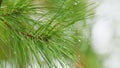 Needles On Branches. Dew Drops On Pine Needles. Pine Branches With Lots Of Needles With Drops Of Water. Close up.