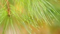 Needles On Branches. Dew Drops On Pine Needles. Pine Branches With Lots Of Needles With Drops Of Water. Selective focus.