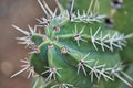 Needles of cactus