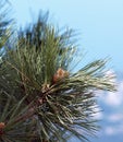 Needles and cones of the first year of a pine Stankievich