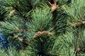 Needles and cones of mountain pine closeup Royalty Free Stock Photo