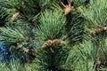 Needles and cones of mountain pine closeup