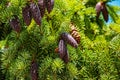 Needles and cones of Picea mariana, black spruce.