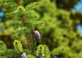 Needles and cones of Picea mariana, black spruce.