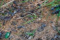 Needles and dry grass in cedar grove. Surface of earth is coniferous forest. Element for ignition Royalty Free Stock Photo