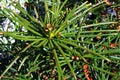 Needles of endemic Japanese Umbrella-Pine, also called Koyamaki, latin name Sciadopitys verticillata Royalty Free Stock Photo