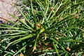 Needles of endemic Japanese Umbrella-Pine, also called Koyamaki, latin name Sciadopitys verticillata Royalty Free Stock Photo