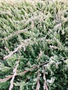 Needles of the evergreen plant.