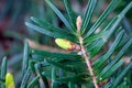 Needles of a momi fir, Abies firma Royalty Free Stock Photo