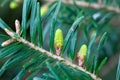 Needles of a momi fir, Abies firma Royalty Free Stock Photo