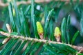 Needles of a momi fir, Abies firma Royalty Free Stock Photo