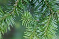 Needles of a Pacific silver fir, Abies amabilis