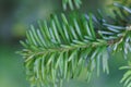 Needles of a Pacific silver fir, Abies amabilis