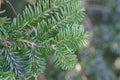 Needles of a Pacific silver fir, Abies amabilis