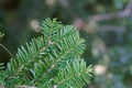 Needles of a Pacific silver fir, Abies amabilis